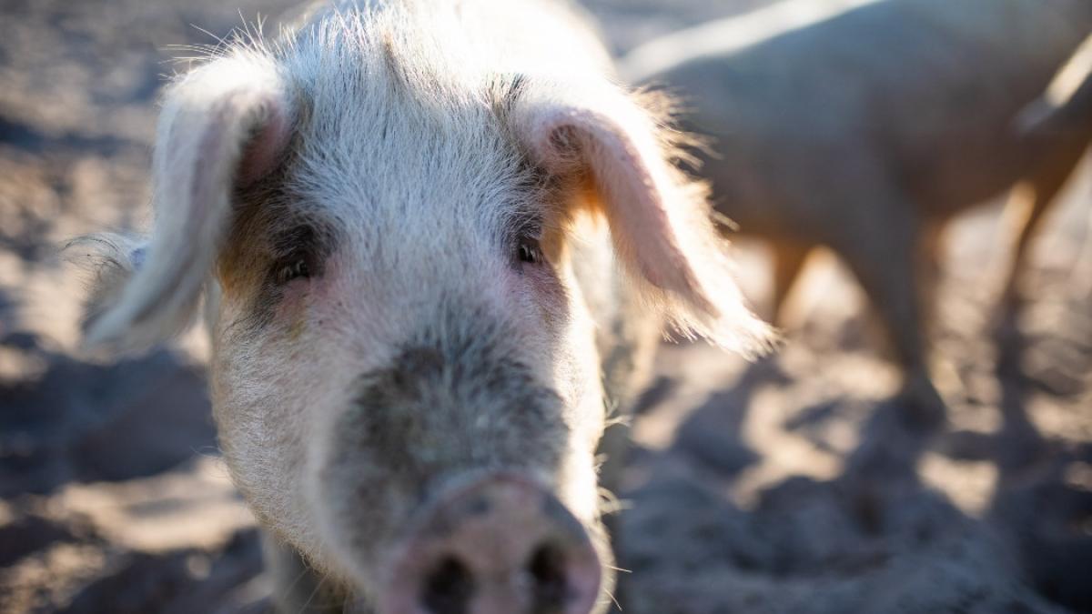 pesta porcina africana ferma lechinta bistrita nasaud