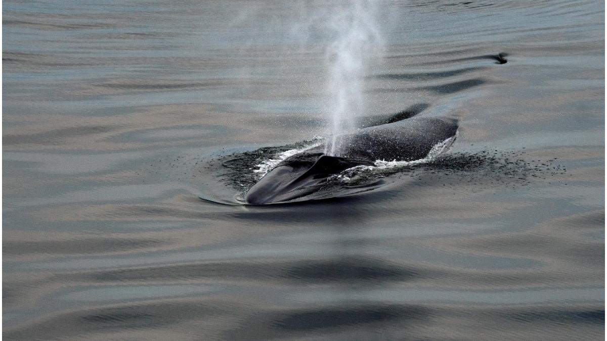 distrugator australian balene carena