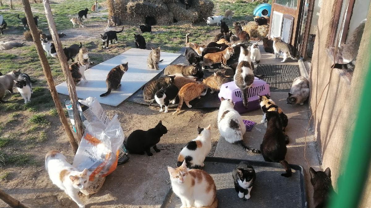 tineri carei satu mare carei adapost pisici abandonate