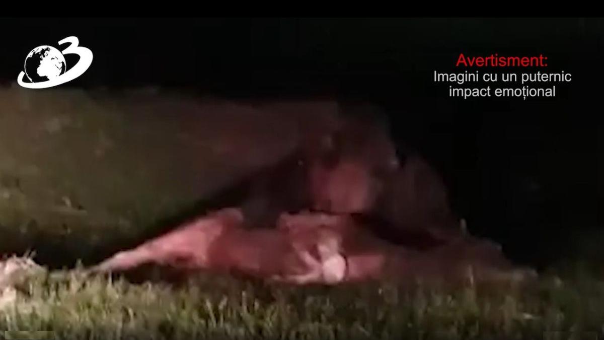 urs mananca vitel suceava