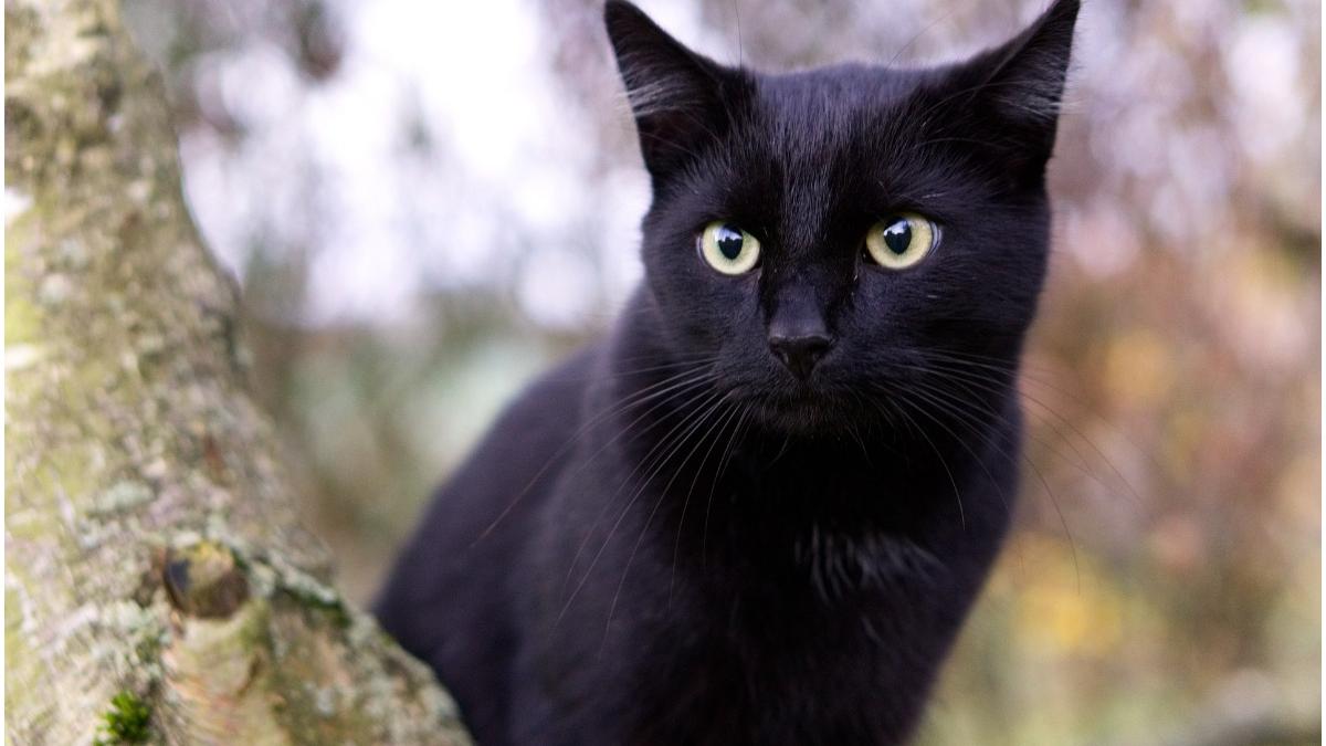 pisica apartament flacari