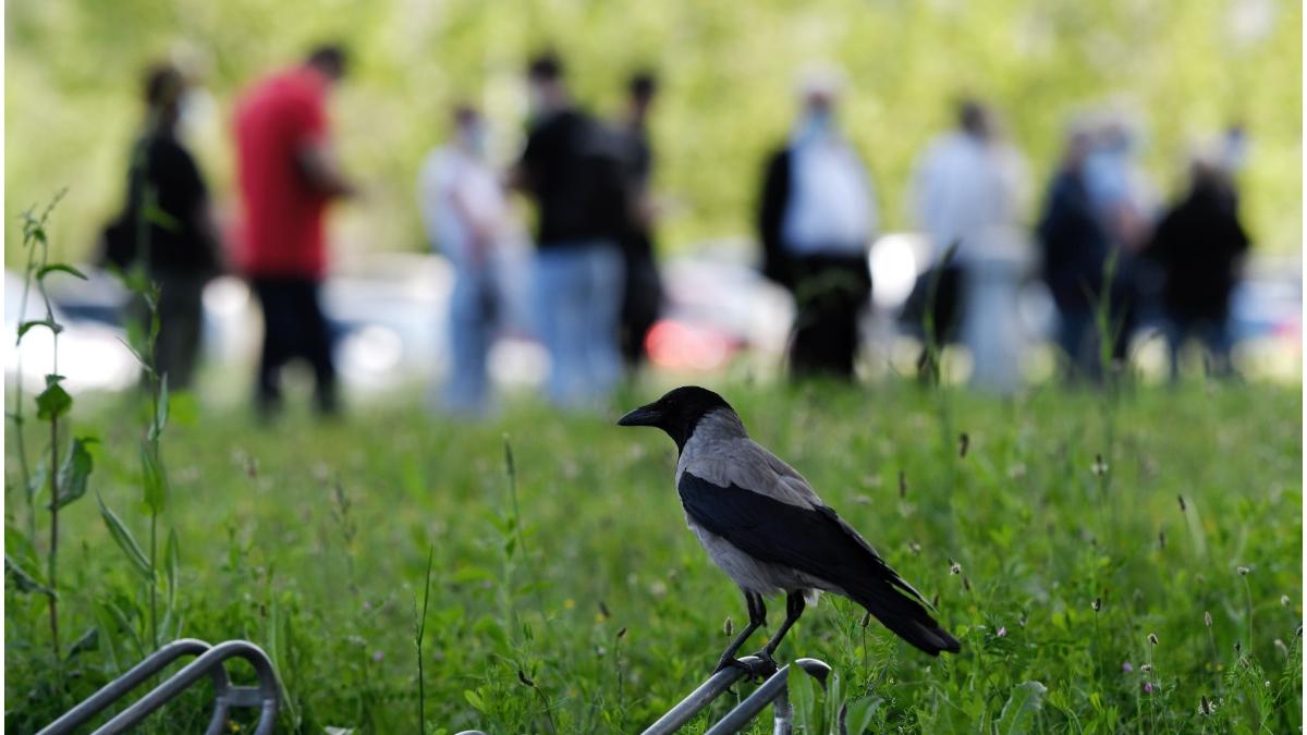 rata de infectare bucuresti scadere
