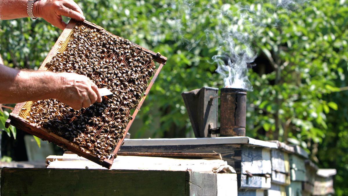 barbat mort intepat albine