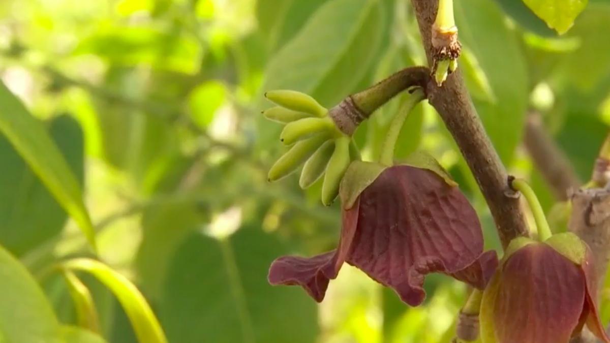 romanii au inceput sa cultive fructe exotice kiwi curmale kaki banane smochine