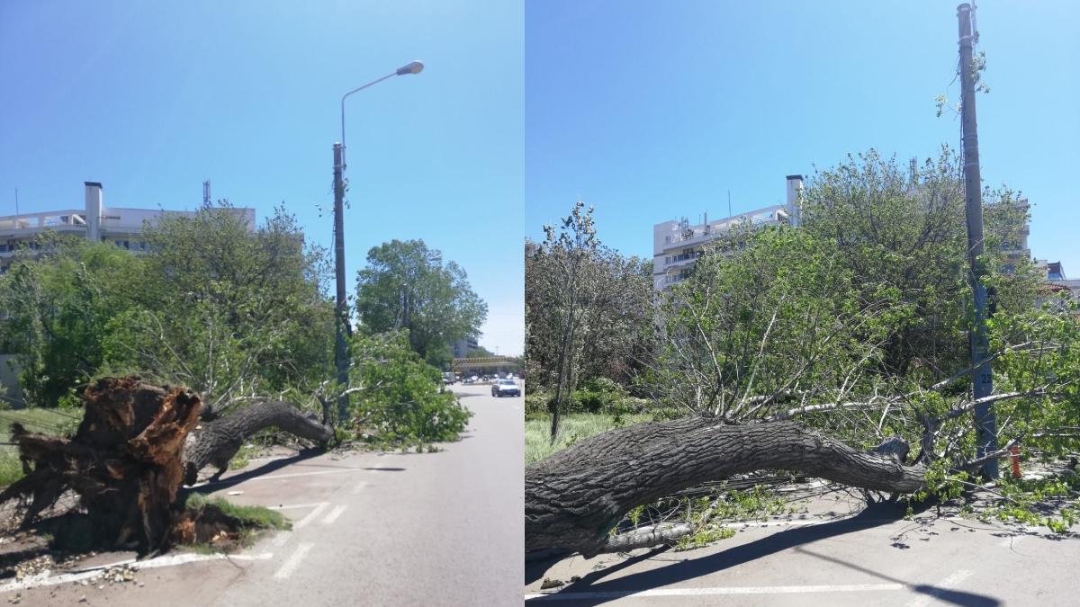 imagini copaci smulsi radacina de rafalele de vant mamaia si constanta
