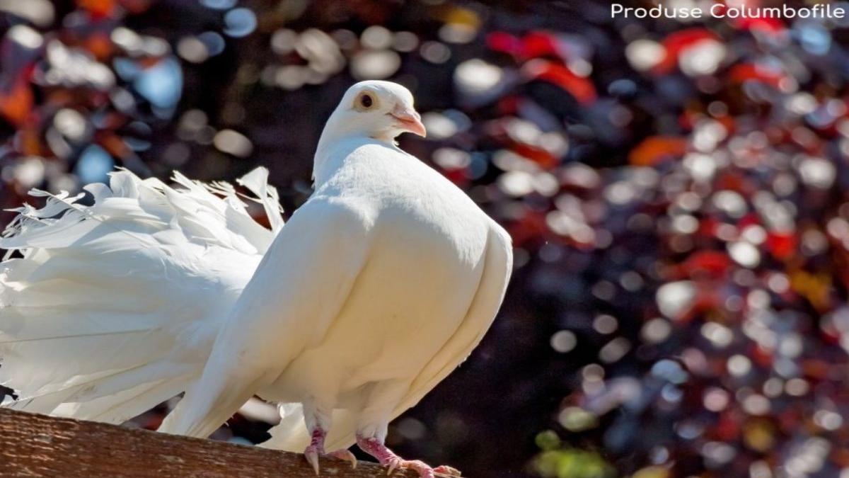 importanta vaccinare porumbei voiajori