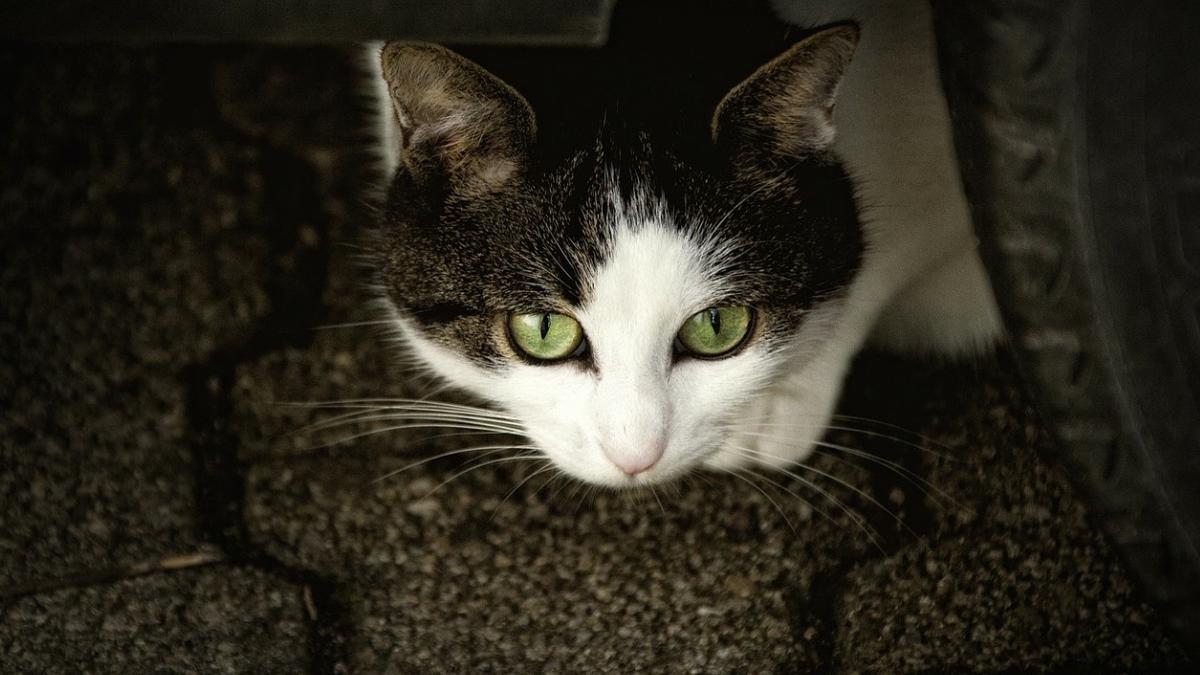 o mie de pisici eliberate pe strazile din chicago pentru a scapa de sobolani