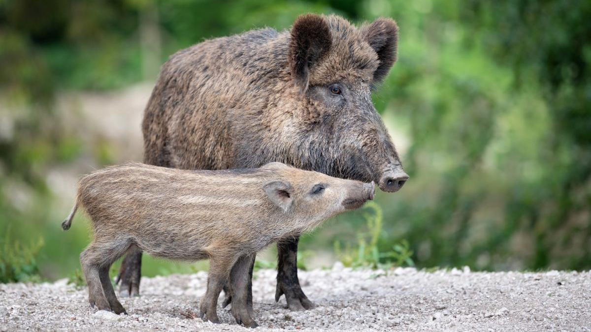 pesta porcina africana gradina zoologica craiova