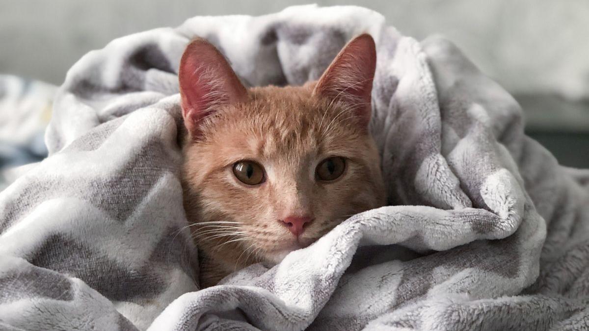 barbat vandut masina salva pisica bolnava