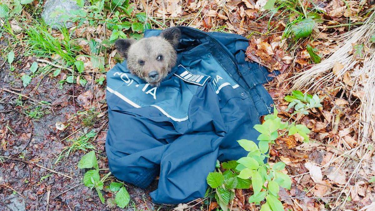 pui de urs salvat cazut inaltime sibiu braconaj