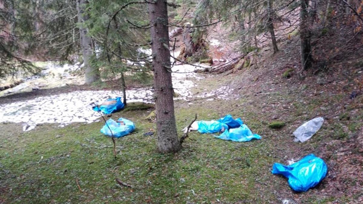 27 caini morti parcul national retezat