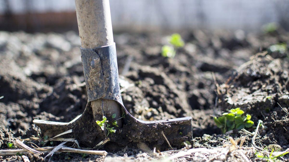 romanca moarta ingropata curtea casei contabilei