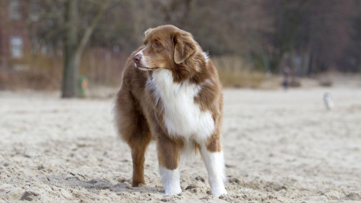 studiu coronavirus caini oameni