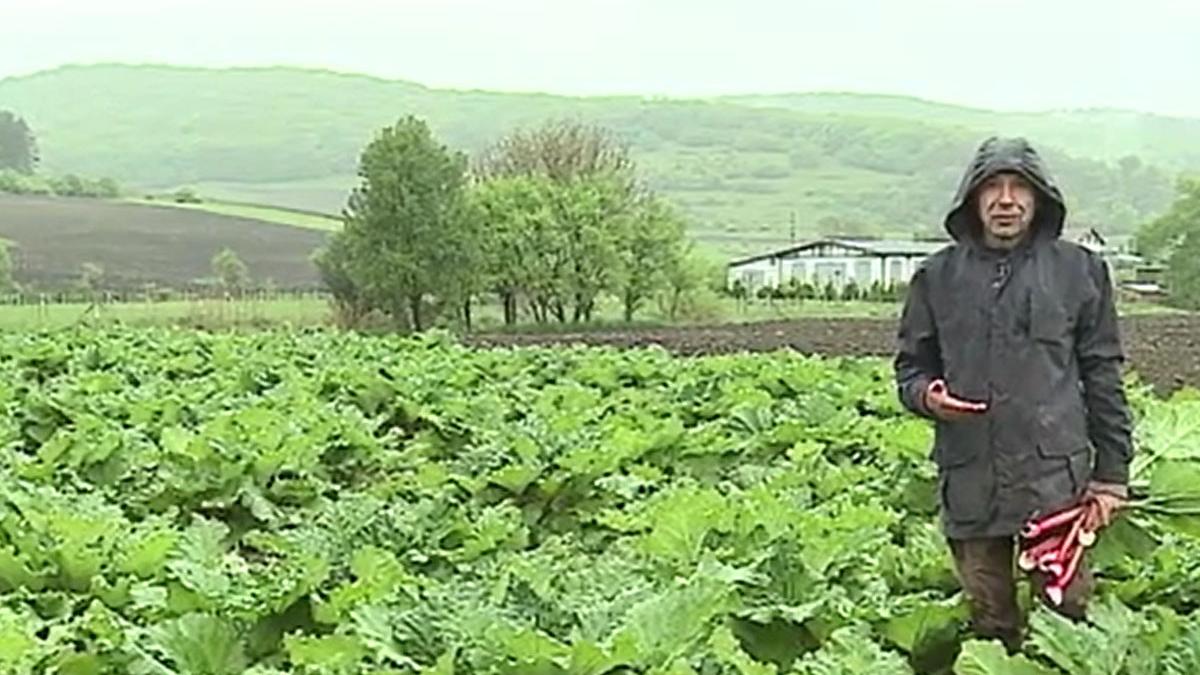 sociolog fermier cultura rabarbura nades mures