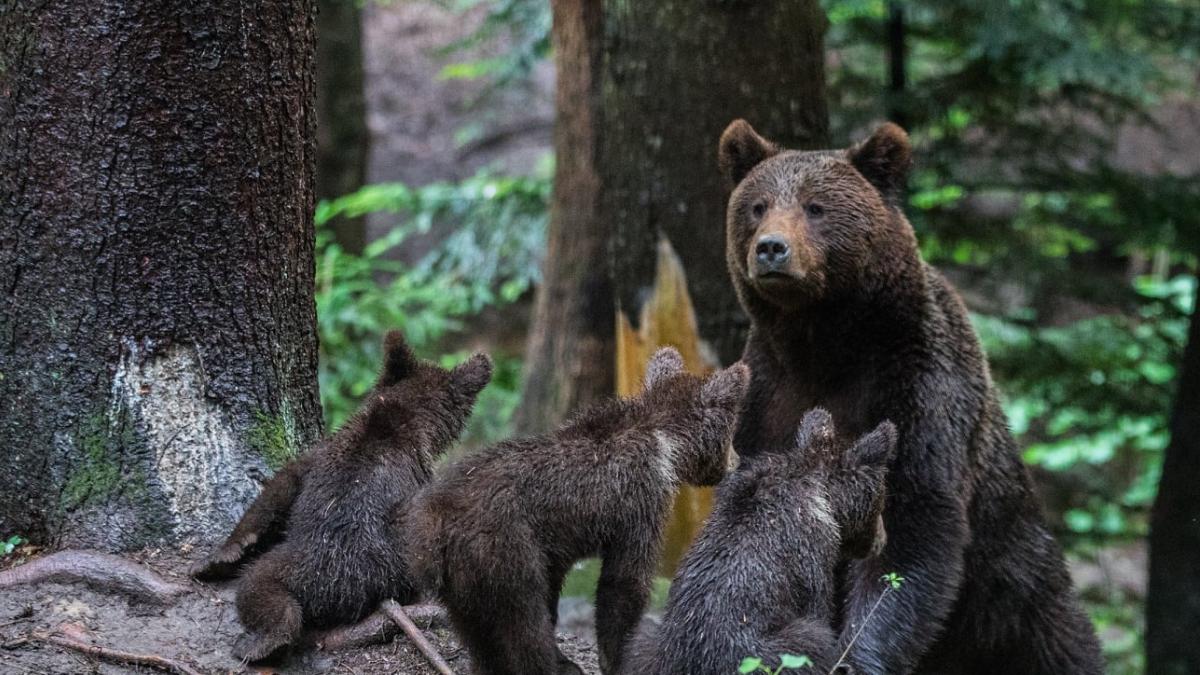 avertizare ro alert harghita sase ursi baile tusnad