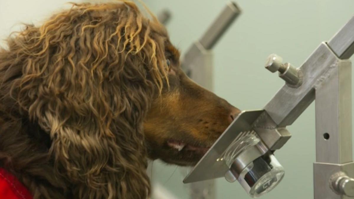 caini covid miros precizie