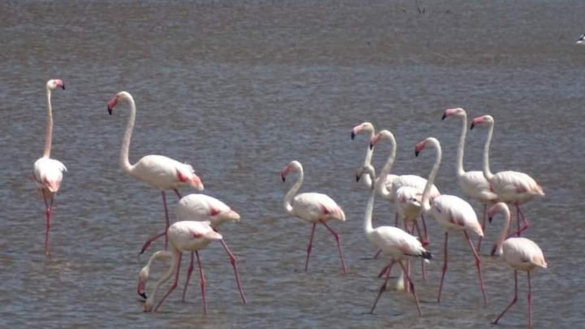 imagini grup pasari flamingo popas lacul nuntasi drum spre delta dunarii