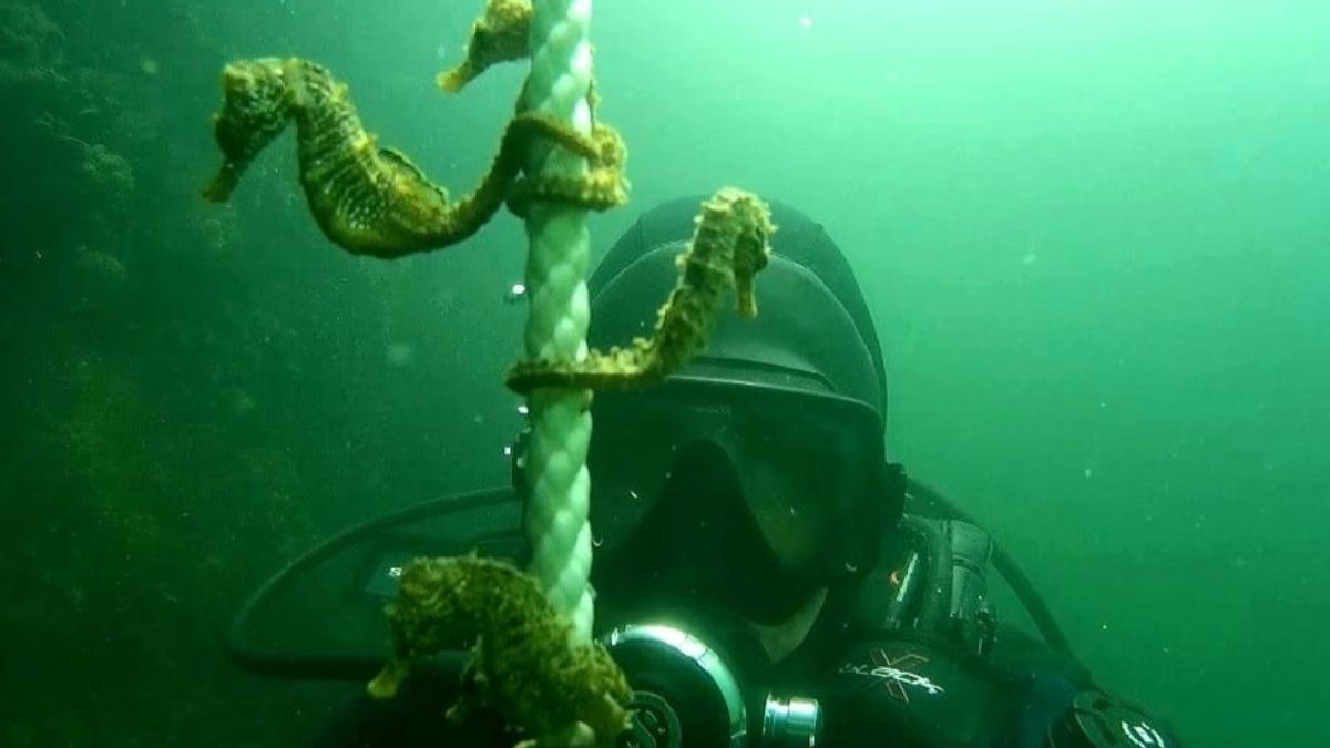 imagini zeci caluti mare zona portului constanta surprinse scafandru militar