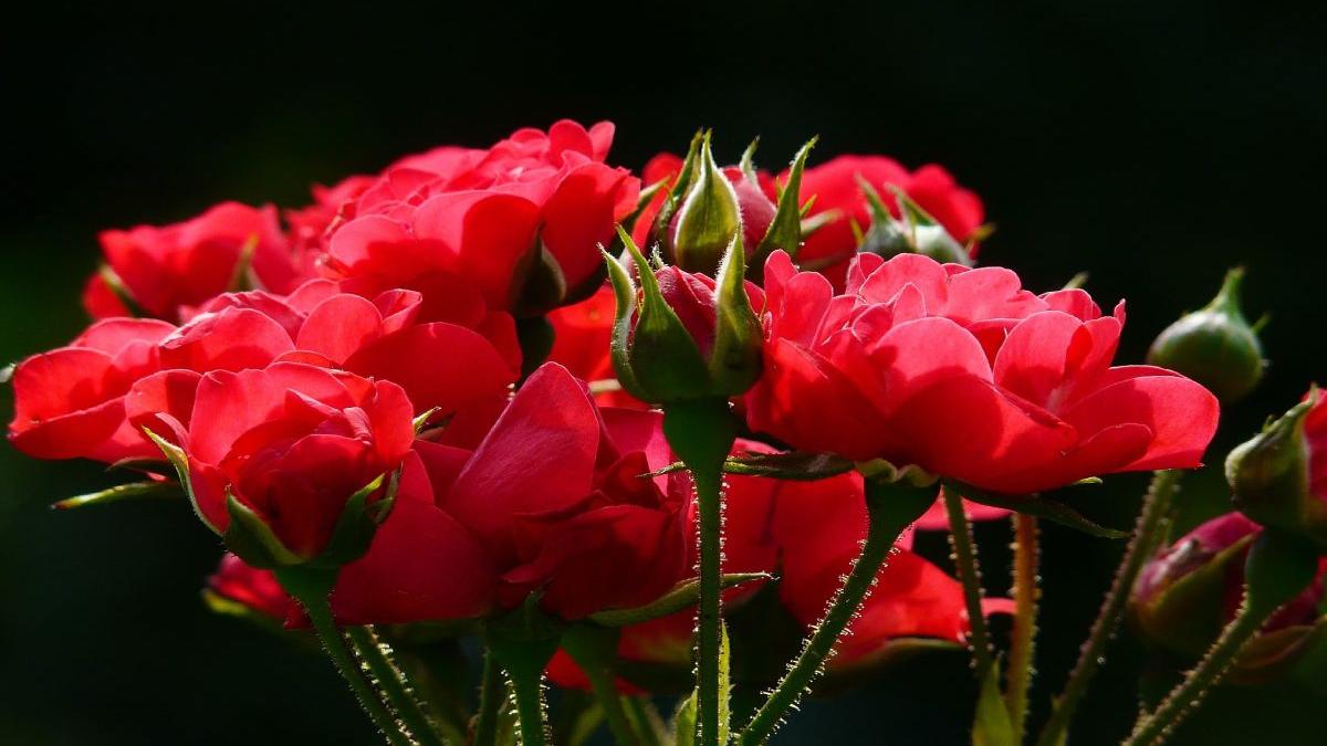 lista idei cadouri cununie civila