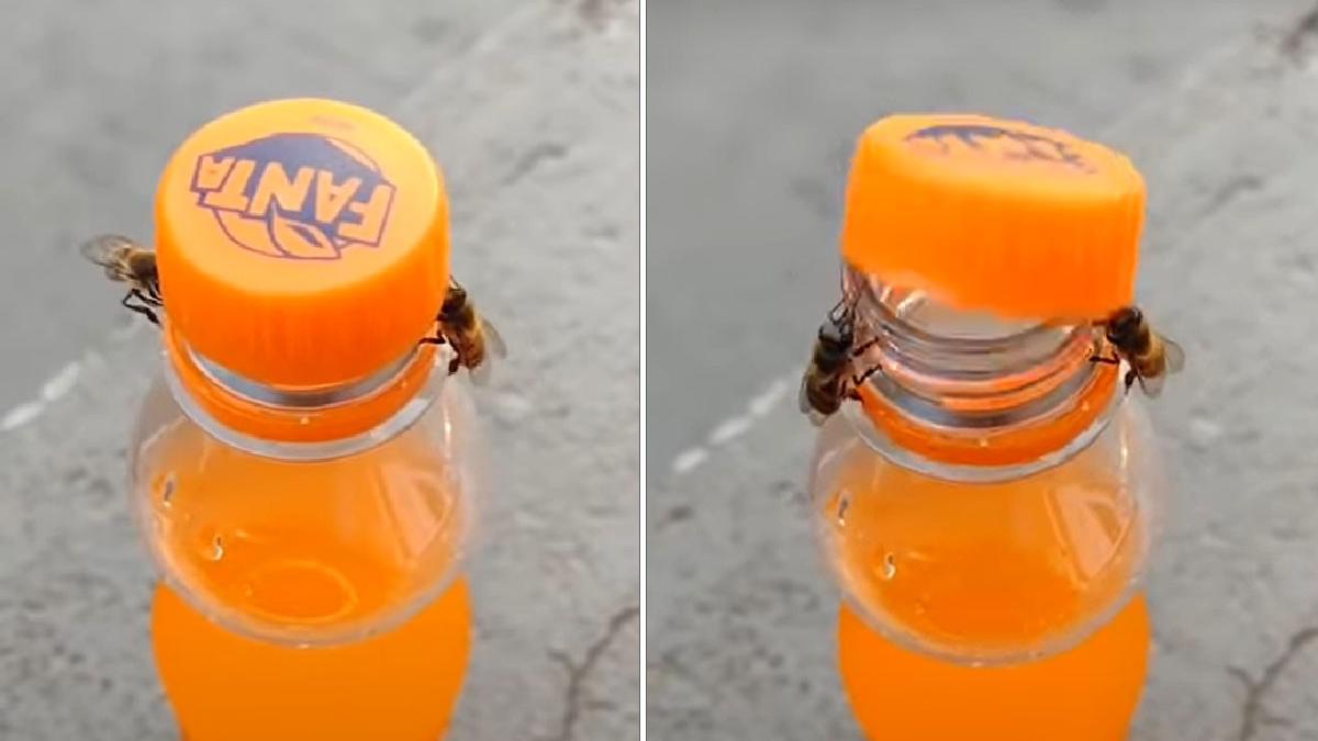 albine deschid sticla suc brazilia