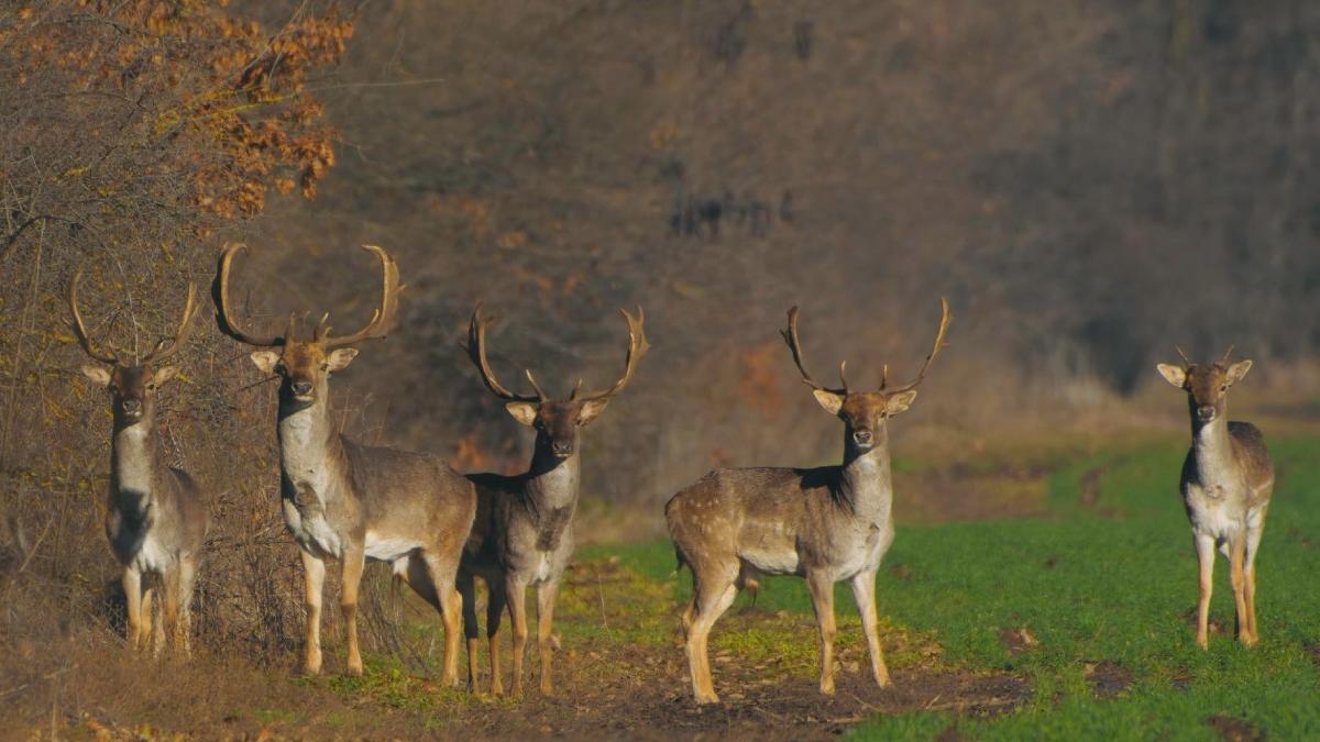 cerbi lopatari in branesti a fost sesizata politia animalelor