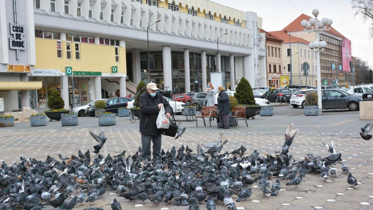hranire porumbei amendata timisoara