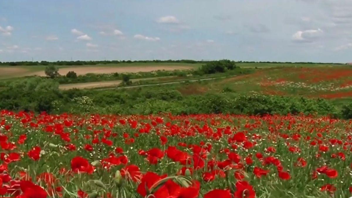fotografii marea de maci infloriti timis