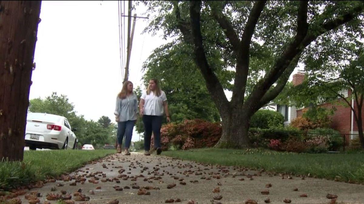 invazia cicadelor insectele care ies la suprafata dupa 17 ani