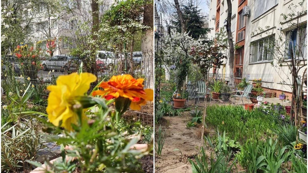 bucurestean reclamat zece ori vecina revoltata gradina blocului