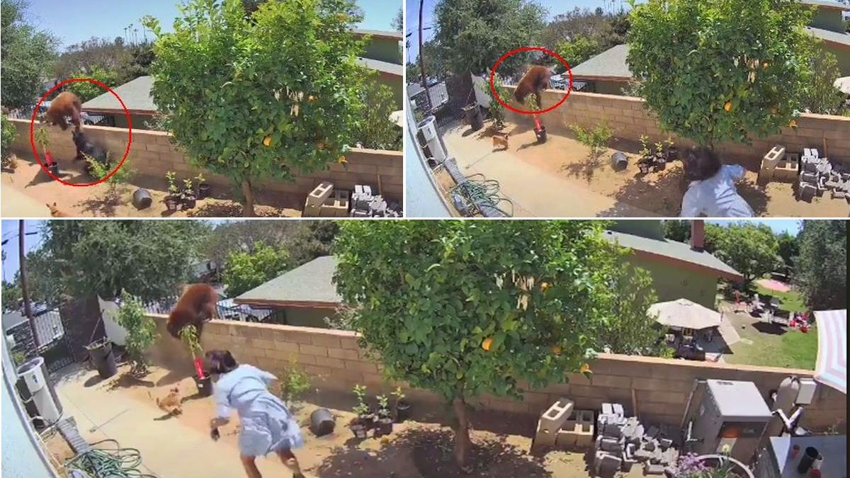 O femeie din California, vedetă pe internet după ce a împins cu mâinile peste gard un urs brun cu doi pui, care-i atacase câinii