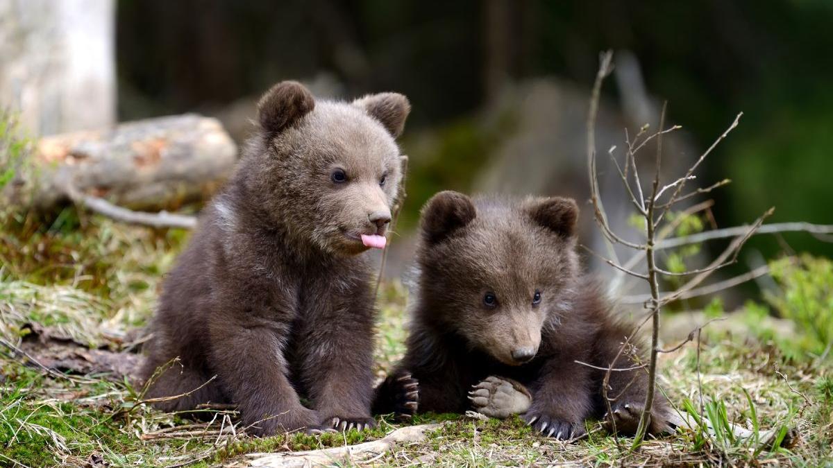 doi pui de urs au murit de foame munte fantana lui ioan