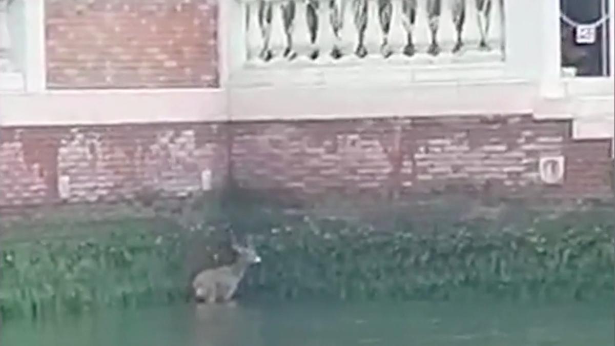 salvare de la inec caprior plutea ore in sir canalele venetiei filmata