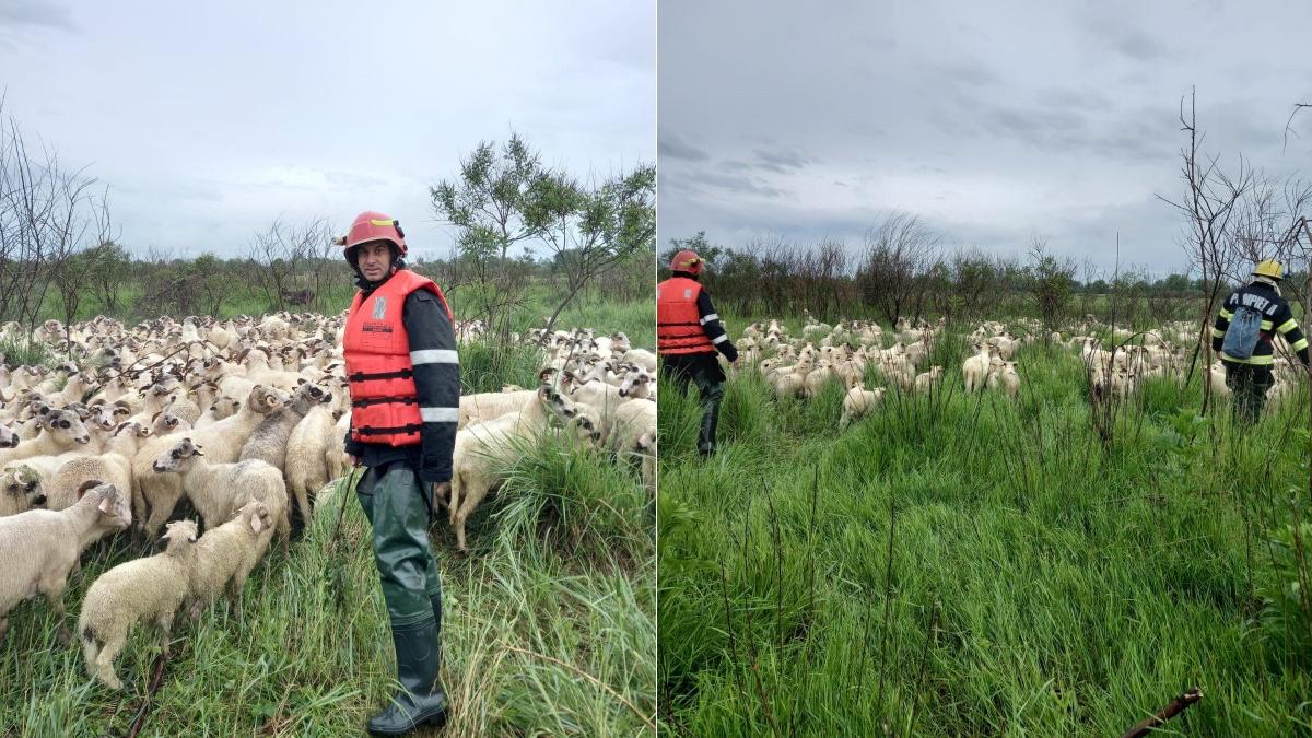 cioban 800 oi nevoie de pompieri ambulanta smurd inconjurati de ape