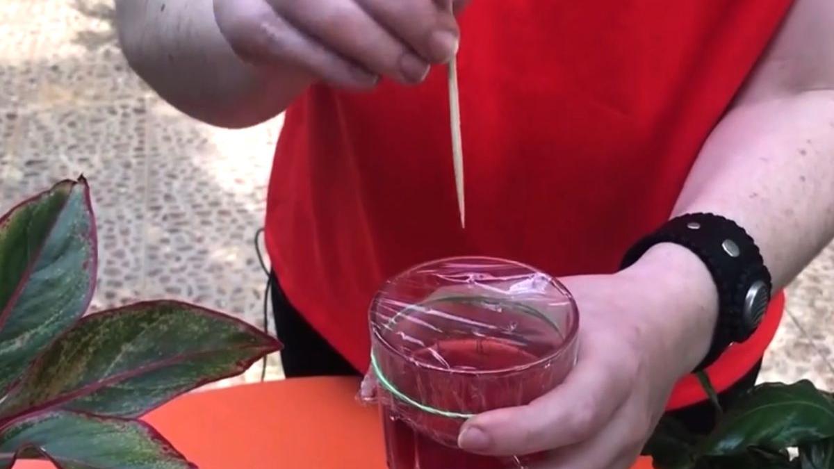 musculite negre plante fara substante chimice