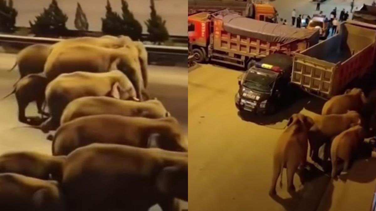 turma elefanti daune un milion dolari calatorie china