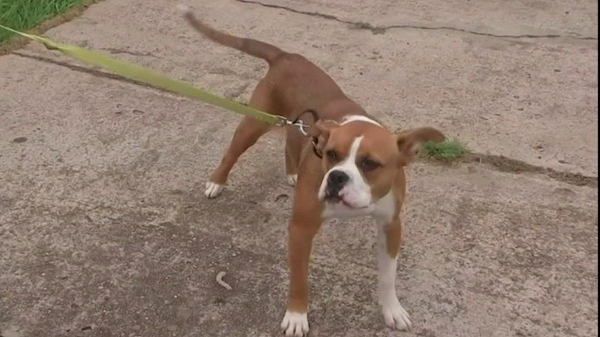 mama caine houston texas