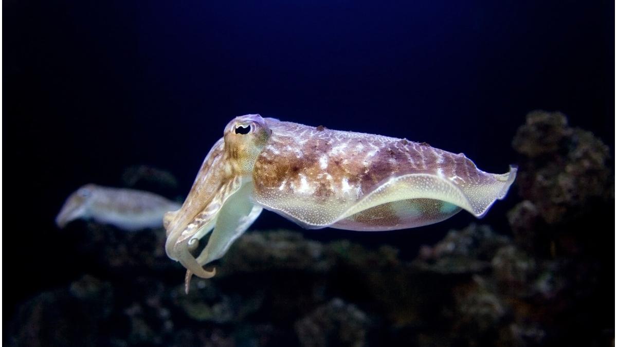 nasa spatiu calamari