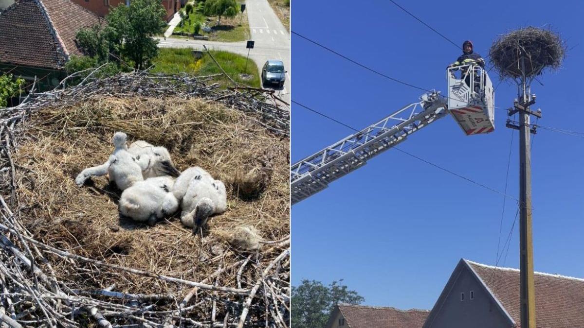 imagini interventie pompieri salvare trei pui de barza cazuti din cuib