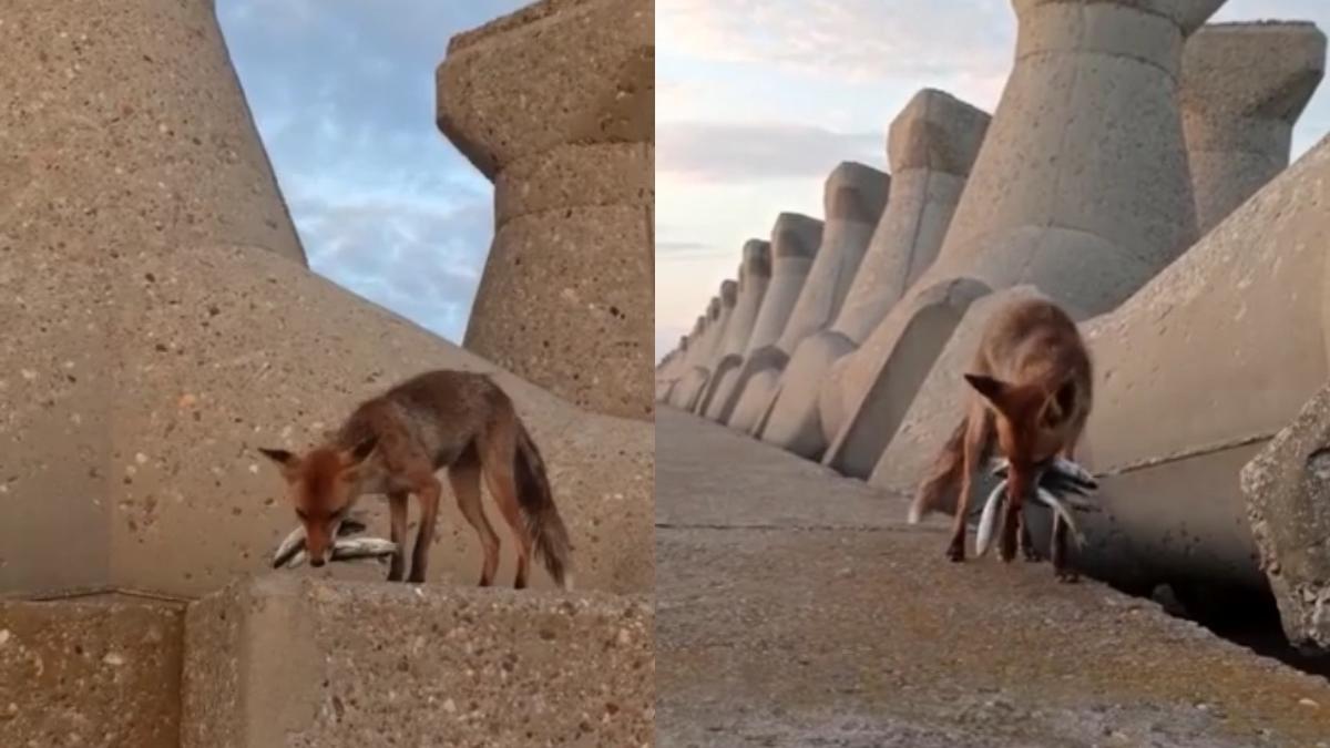 vulpe filmata in timp ce culege pesti de pe digul din portul constanta