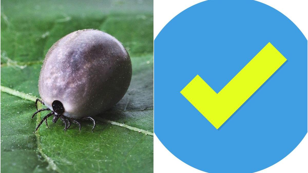 capuse pericol vara indepartat corect