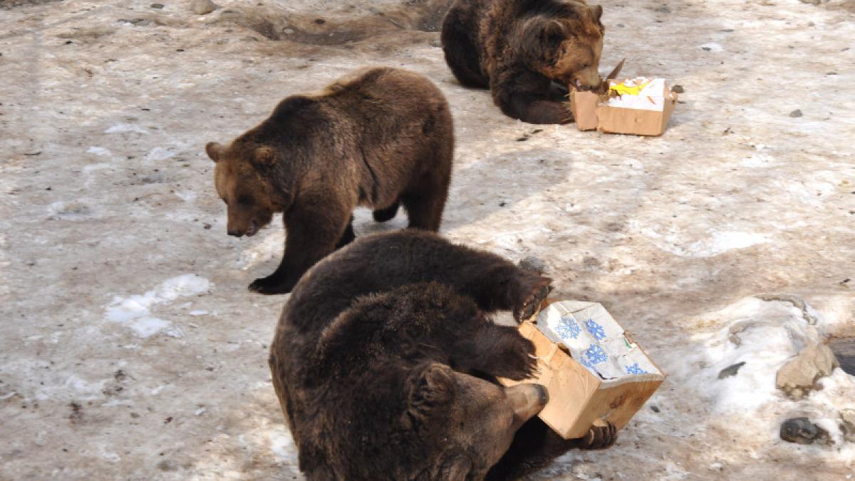 jandarmi 20 interventii indepartare ursi valea prahovei