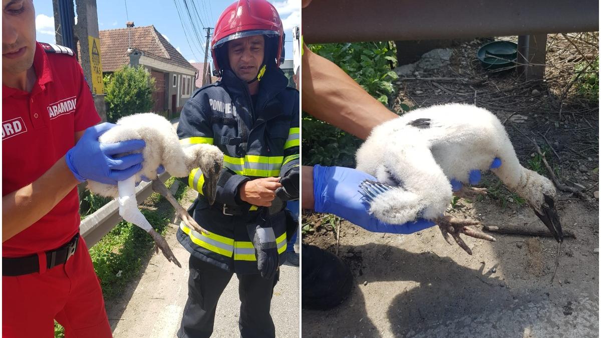pui barza salvat pompieri brasoveni cazut cuib