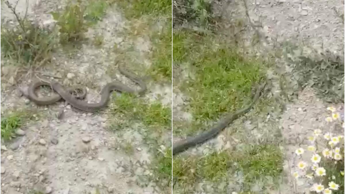 sarpe spatiu verde jandarmi