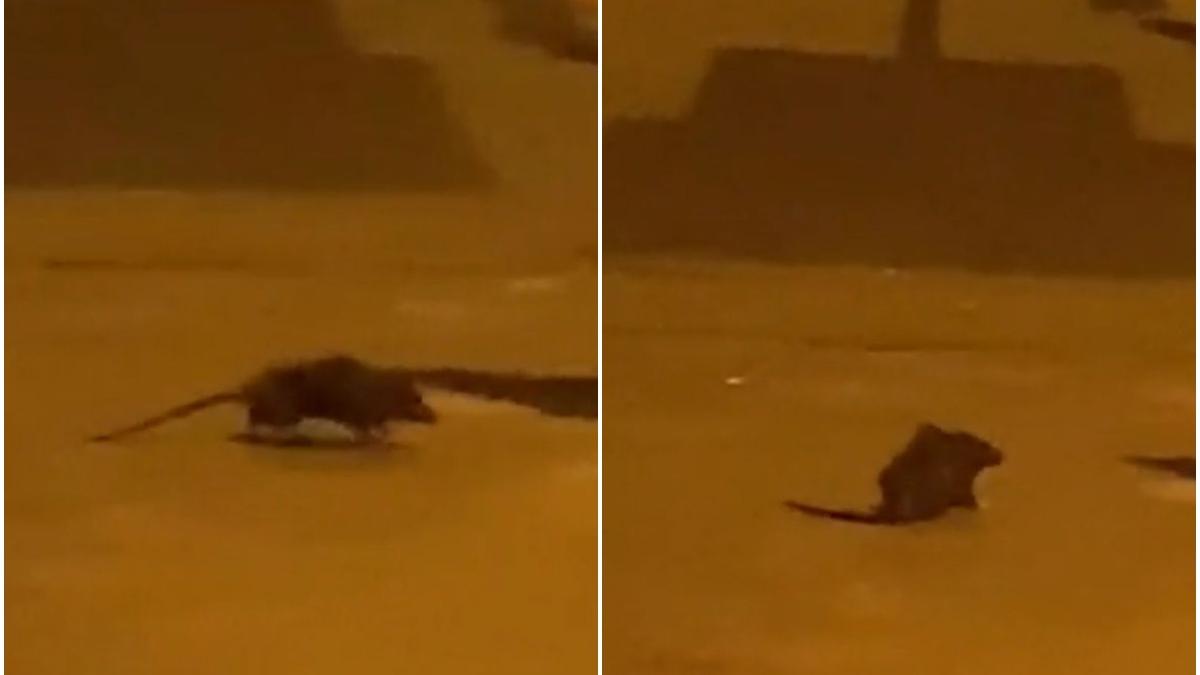 sectorul 1 plin de gunoaie imagini sobolani bucuresti