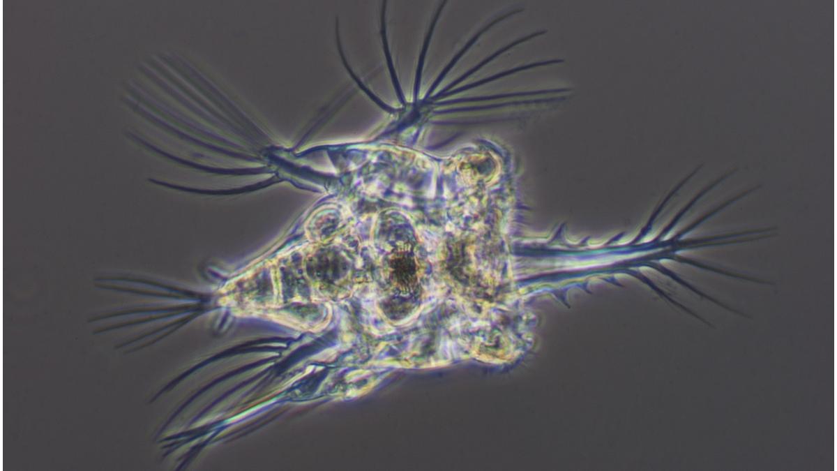 animal microscopic siberia