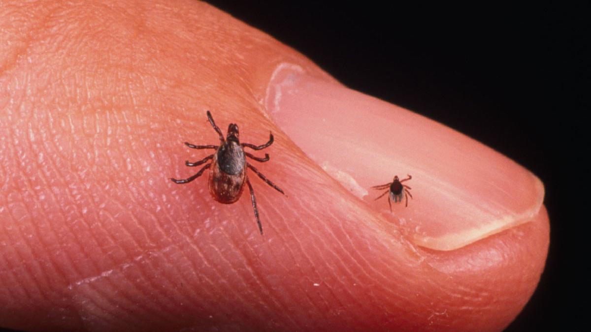 dr tudor ciuhodaru 10 masuri de preventie impotriva muscaturilor de capusa