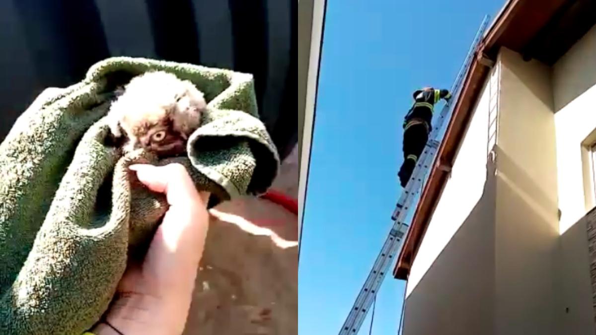 imagini pui de bufnita salvat de pompierii din timis