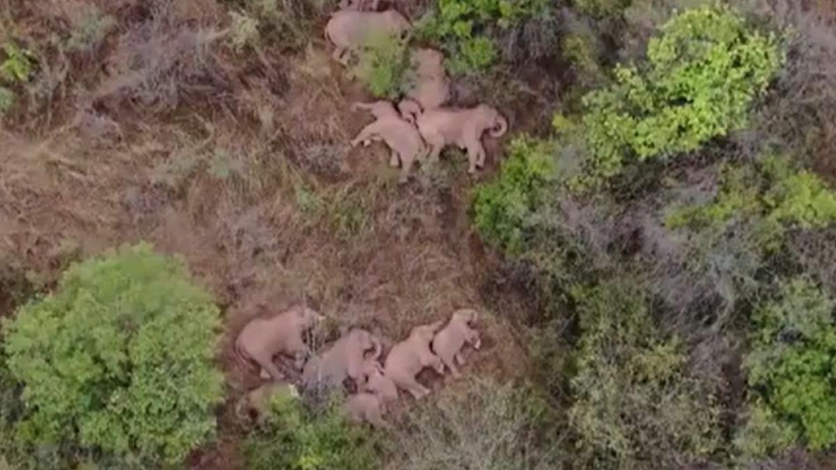 turma elefanti china somn drona