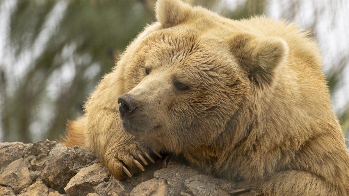 ursoaica vazuta pentru prima data in galati