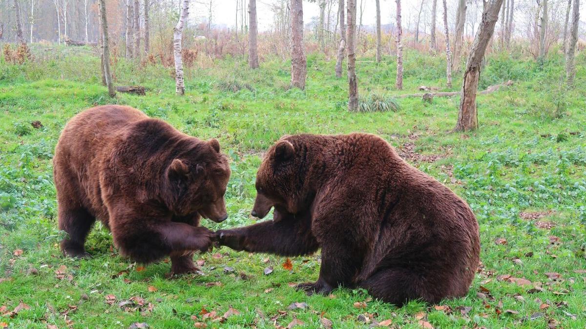 1 000 apeluri 112 ursi strazi